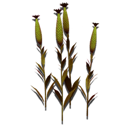 Sprouting decorative corn. Comes in a variety of colors. May attract decorative wildlife.