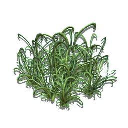 A tough ornamental grass, suitable for growing in all biomes, soil types, and weather conditions. This variety features attractively curled blades, which furl and unfurl to allow the plant to maintain a constant internal temperature.