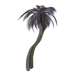 This tall-growing palm tree is common in arid climates, and often farmed for its sweet, nutritious sap.