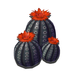 Delightful succulent baubles, these lovely plants top their bulbous bodies with a show of beautiful flowers.