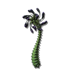 This unusual lifeform, dominated by a wheel of photophore glands, is difficult to classify neatly into flora or fauna. The thick columns of thorns help protect the flavorsome glands from predators.