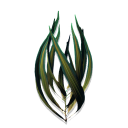 A piece of flotsam, wrenched from its years of drifting in the water when it became entangled in a fishing lure.