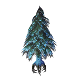 This tree lives on an almost geological time scale. Low heat and light levels in their native habitat restrict growth to mere millimeters each season. A sample this size is a botanical marvel.