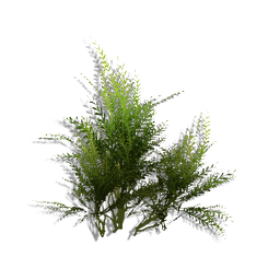 A compact, many-leafed herb. Lends a pleasant subtle fragrance to gardens.